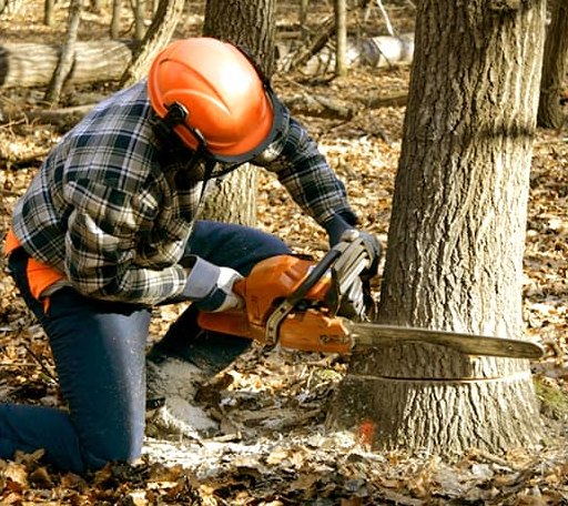 Tree Removal in Canton, MS